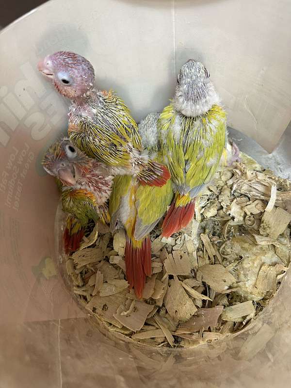 green-cheek-conure-for-sale-in-okla-city-ok