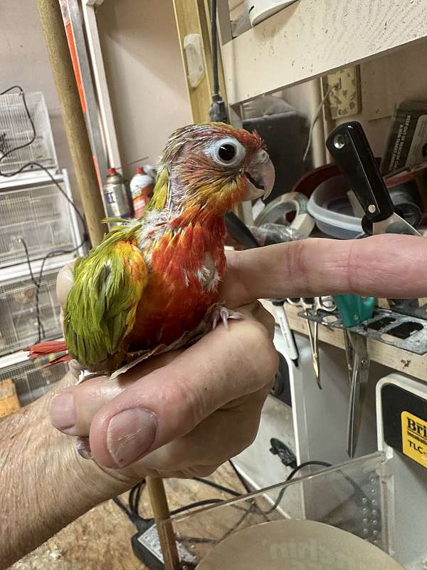 bird-for-sale-in-okla-city-ok