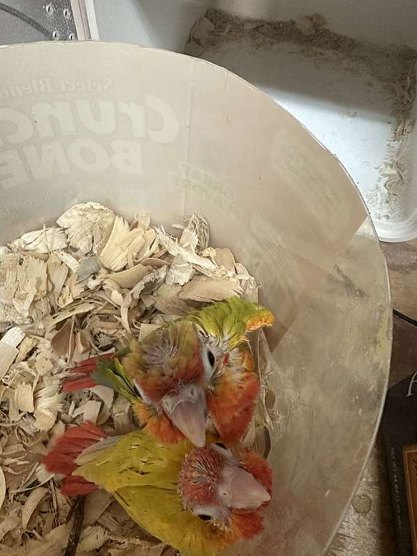 baby-bird