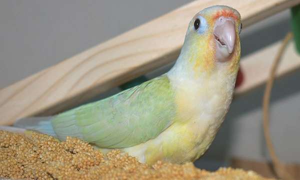 female-bird-for-sale-in-anaheim-ca