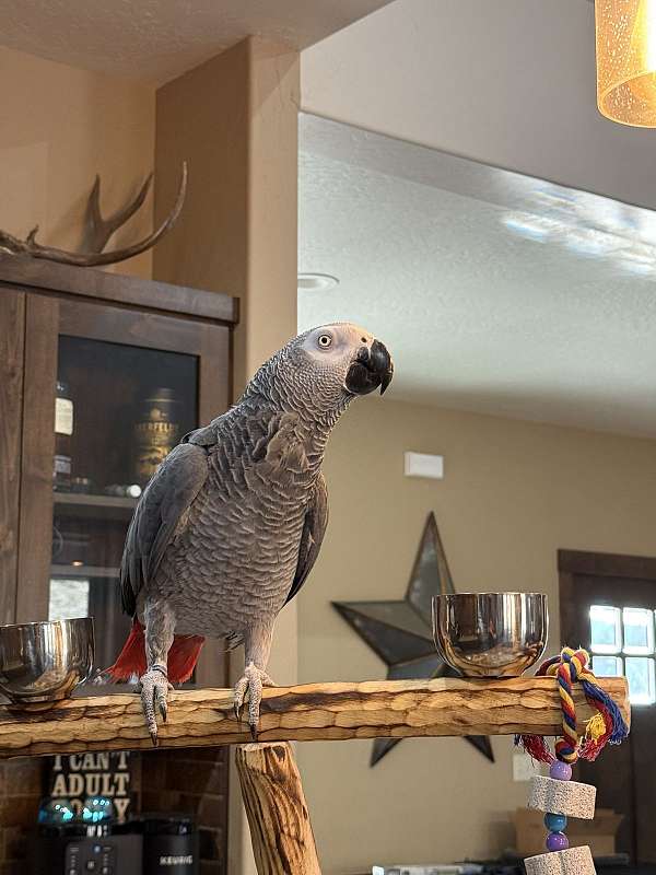 african-grey-parrot-for-sale-in-idaho