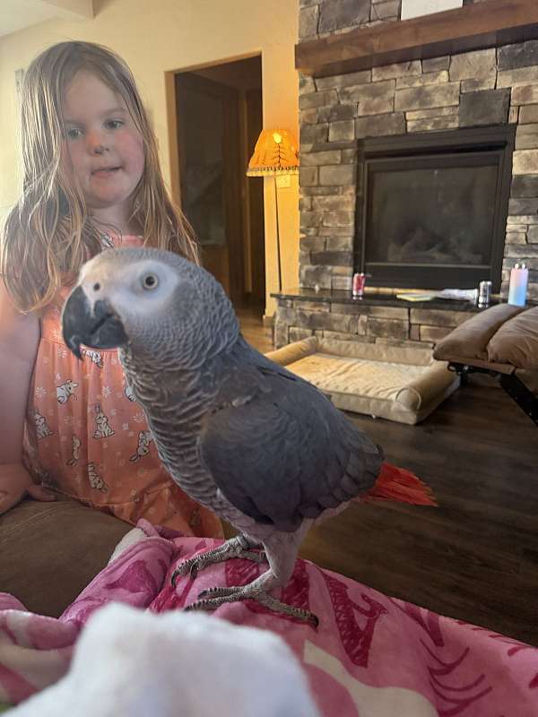 african-grey-parrot-for-sale