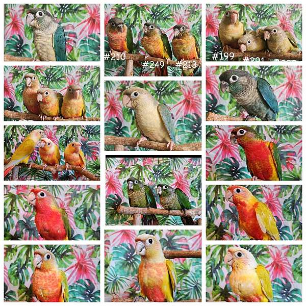 baby-bird-for-sale-in-piedmont-sc