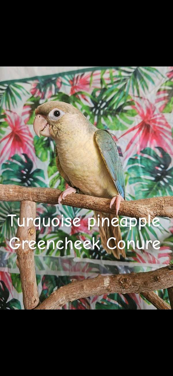 bird-parrot-for-sale-in-piedmont-sc