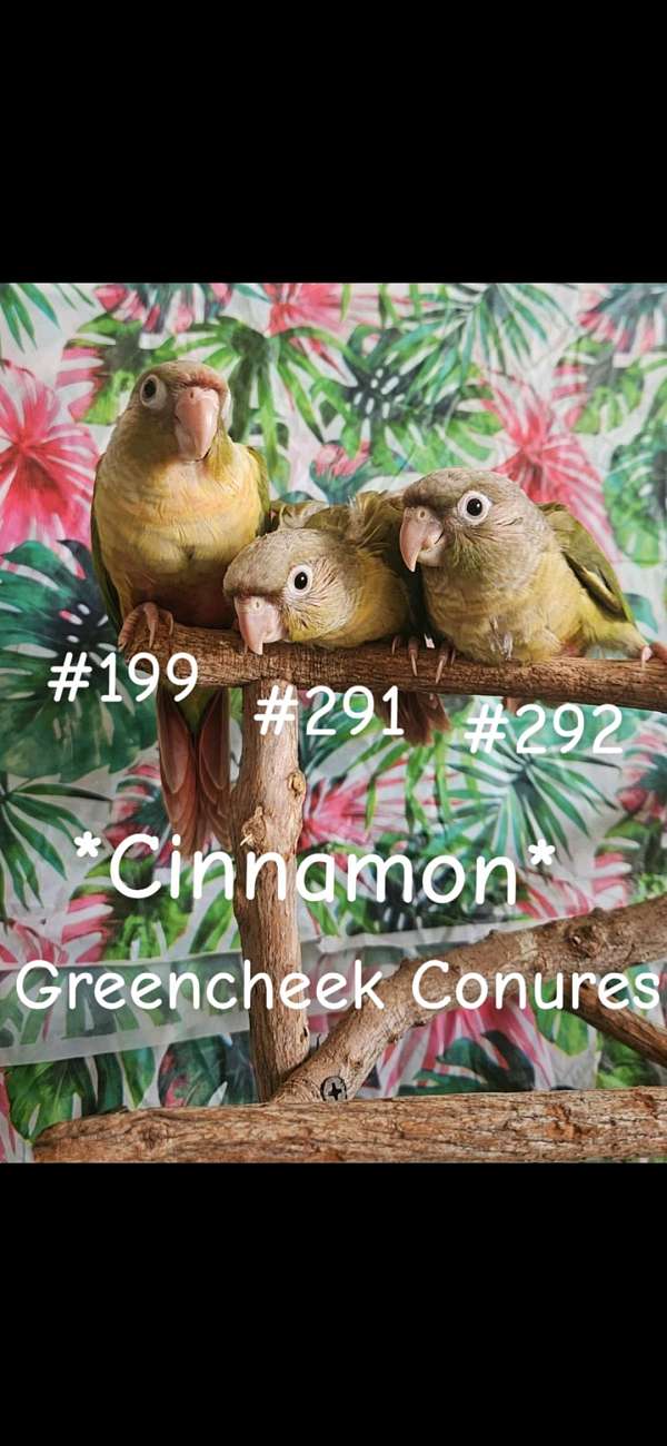 cinnamon-bird-for-sale-in-piedmont-sc