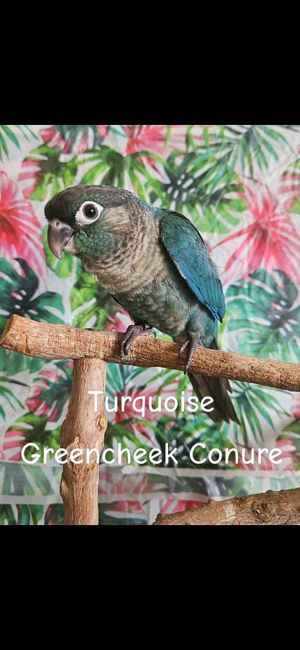 conure-for-sale-in-piedmont-sc