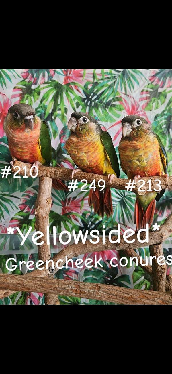 green-bird-for-sale-in-piedmont-sc