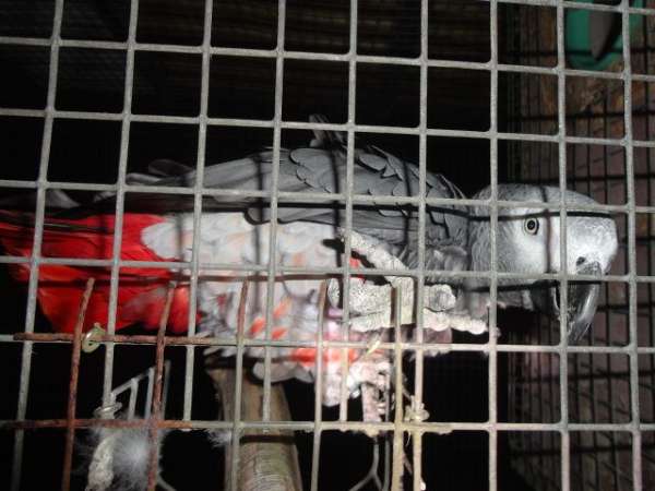 congo-african-grey-parrot-for-sale