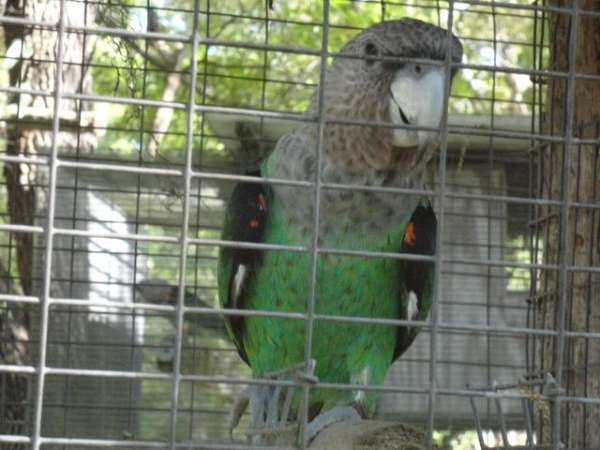 poicephalus-parrots-for-sale