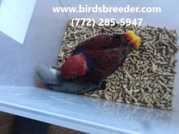 vosmaeri-eclectus-parrots-for-sale