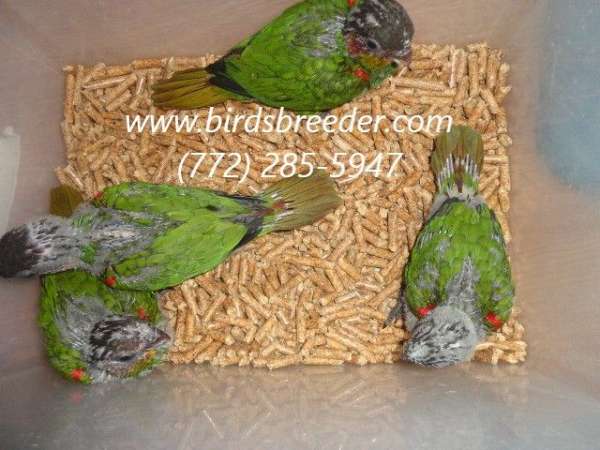 red-brown-throated-conure-for-sale