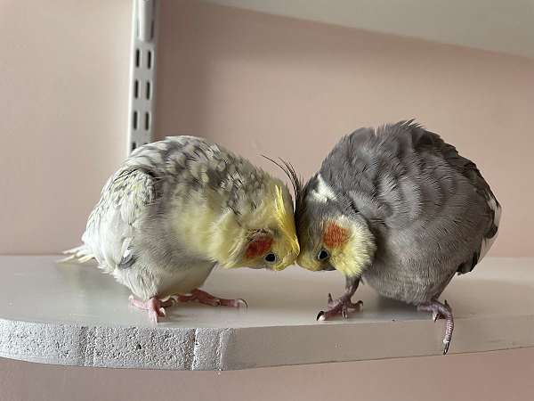 cockatiel-for-sale