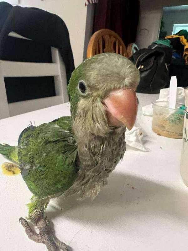 green-bird-for-sale-in-indian-orchard-ma