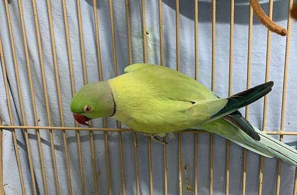 cobalt-opaline-bird-for-sale-in-pittsburgh-pa