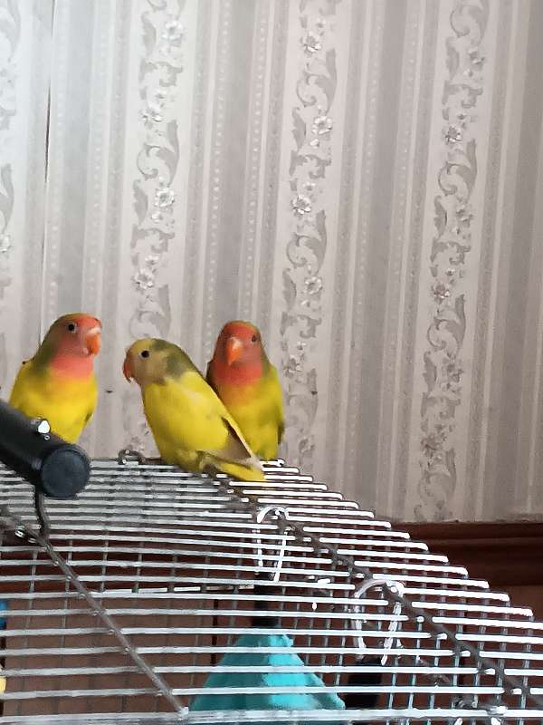 lovebird-for-sale-in-toledo-oh