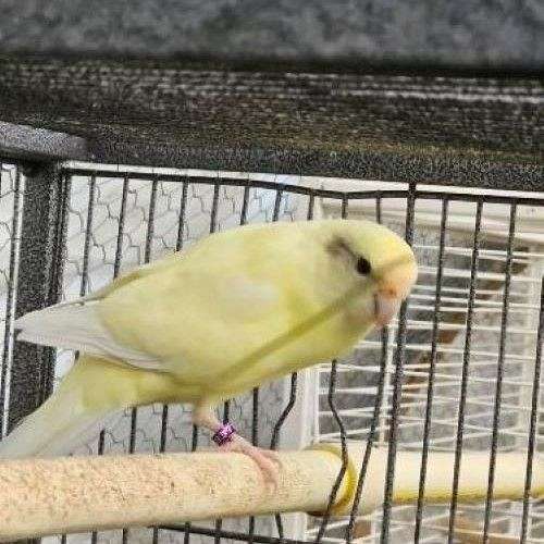 parakeet-for-sale-in-silverton-or