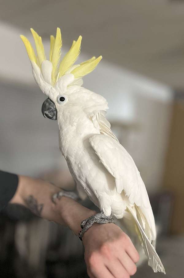 sulpher-crested-cockatoo-for-sale