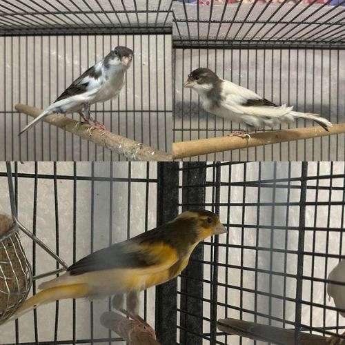 brown-bird-for-sale-in-south-carolina