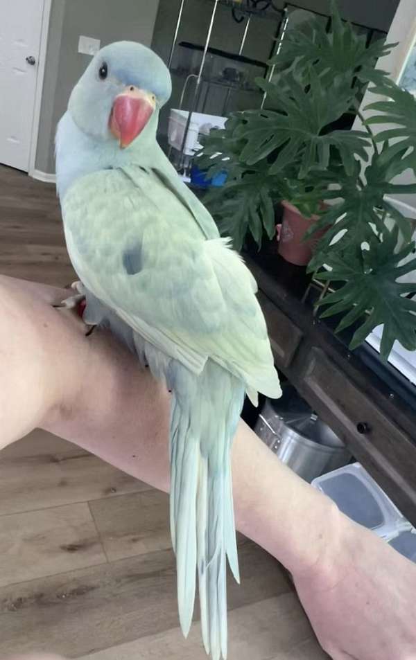 ringneck-parakeet-for-sale