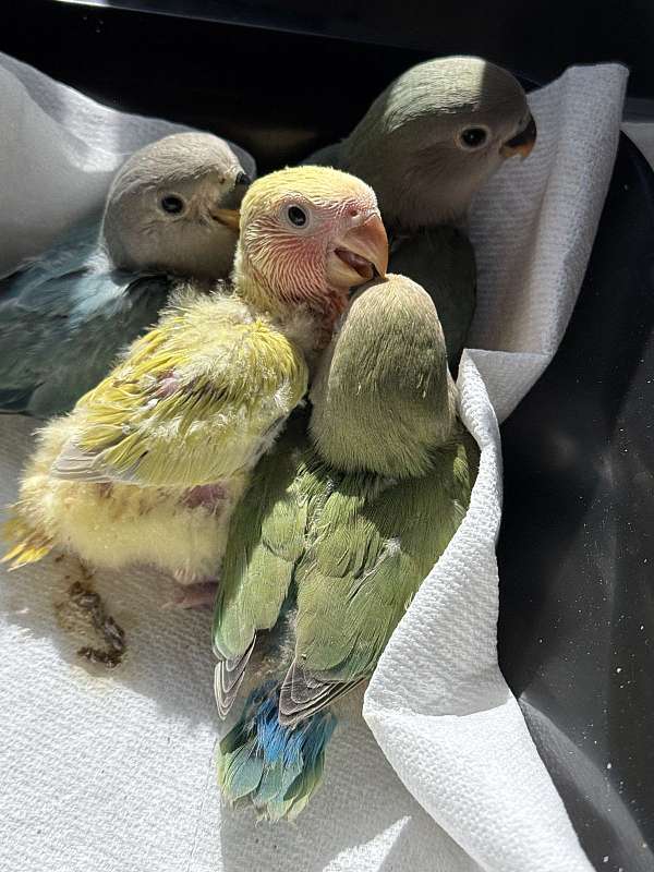 lovebird-for-sale