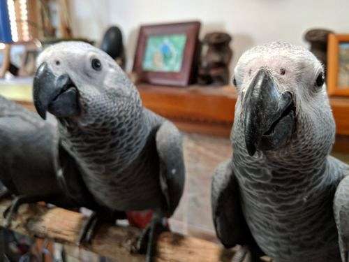 female-bird-for-sale