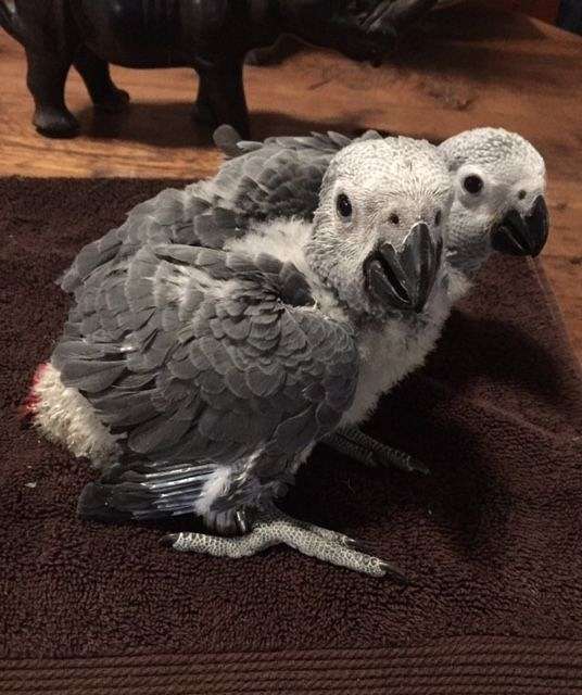 large-female-bird-for-sale