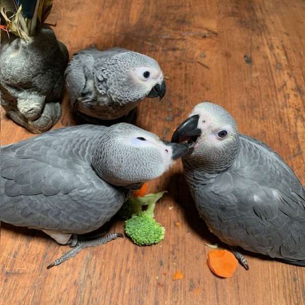 congo-african-grey-parrot-for-sale