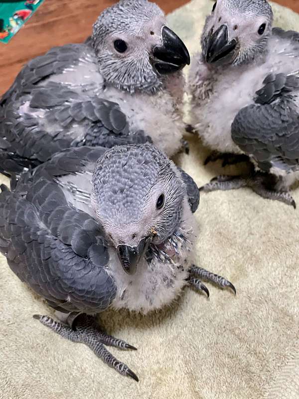 large-bird-for-sale