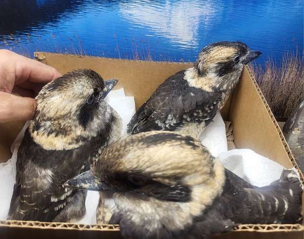 tan-soft-bills-other-for-sale