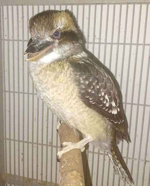 white-bird-for-sale-in-vista-ca