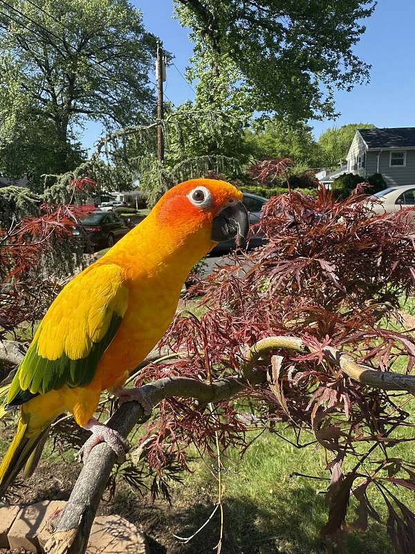 sun-conure-for-sale-in-new-milford-nj