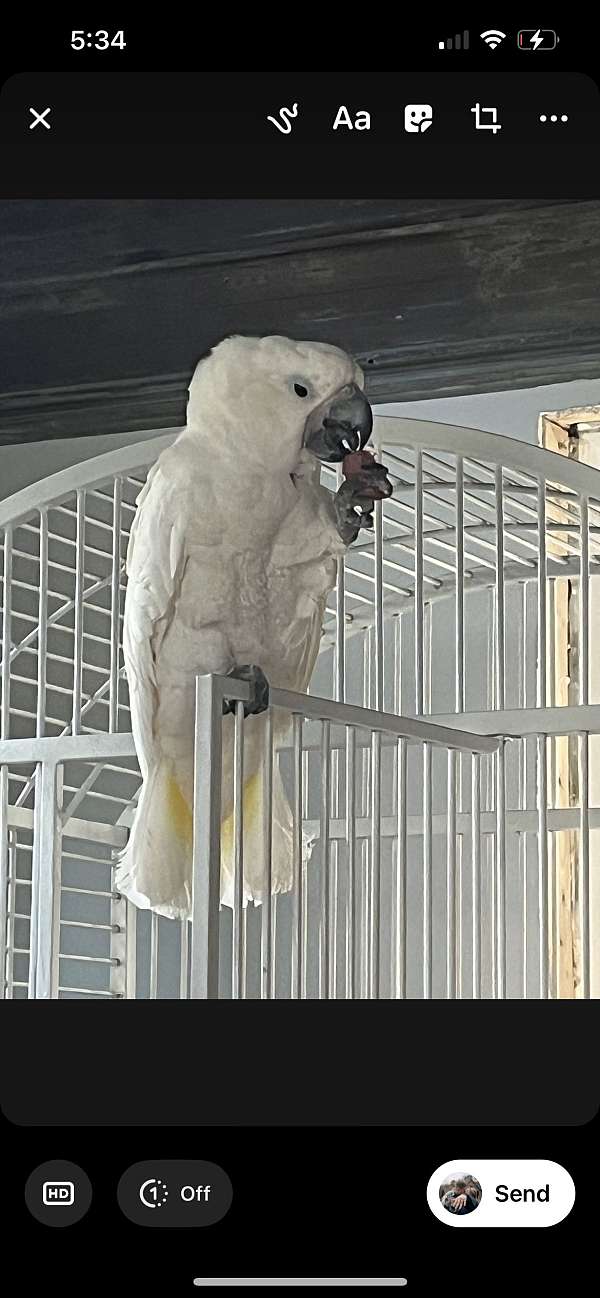 adult-bird-for-sale-in-trenton-nc