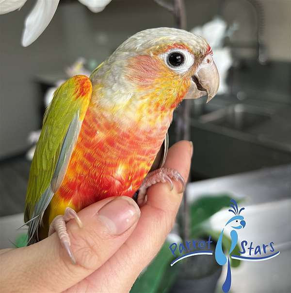 green-cheek-conure-for-sale