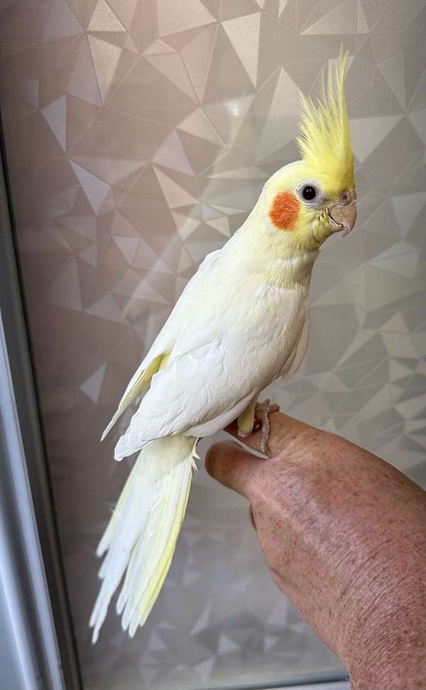 white-bird-for-sale-in-mcconnelsville-oh