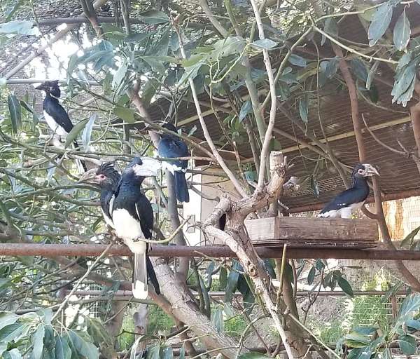 black-white-bird-for-sale-in-vista-ca