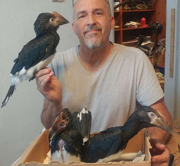 black-white-exotic-rare-bird-for-sale