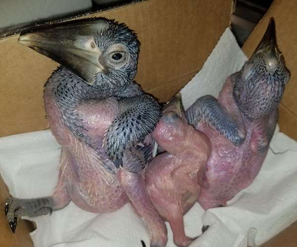 soft-bills-other-for-sale