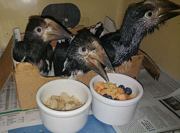 black-white-soft-bills-other-for-sale
