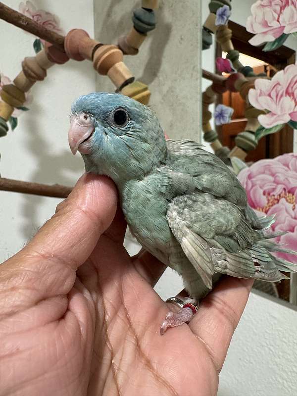 lineolated-parakeet-for-sale