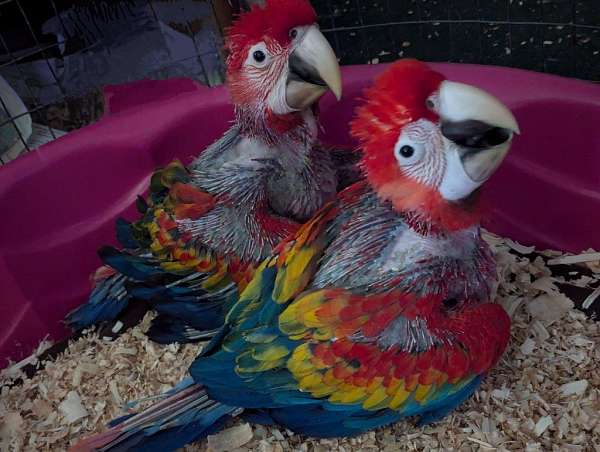 hybrid-macaw-for-sale-in-vista-ca