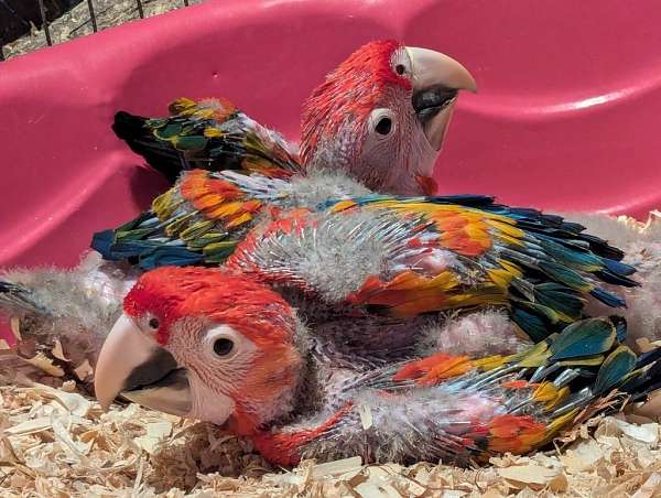 orange-bird-for-sale-in-vista-ca