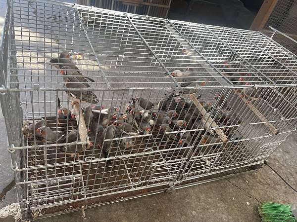 zebra-finch-for-sale-in-louisville-ky