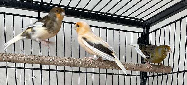 adult-bird-for-sale-in-grovetown-ga