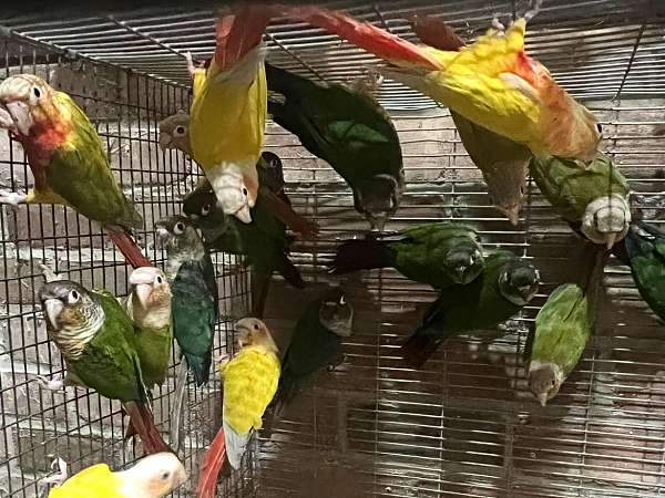 green-cheek-conure-for-sale