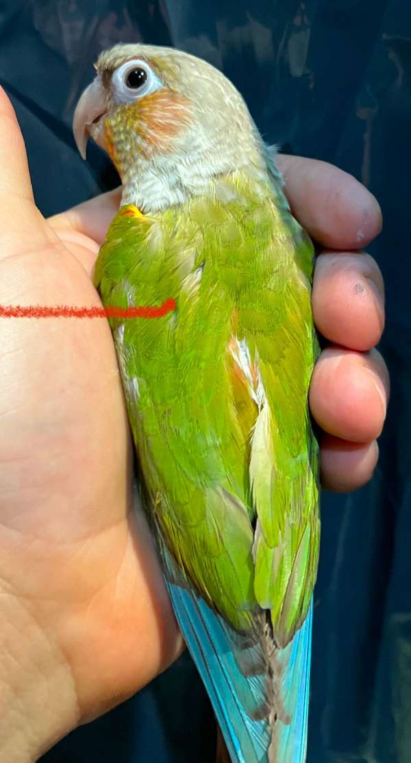 pineapple-green-cheek-conure-for-sale