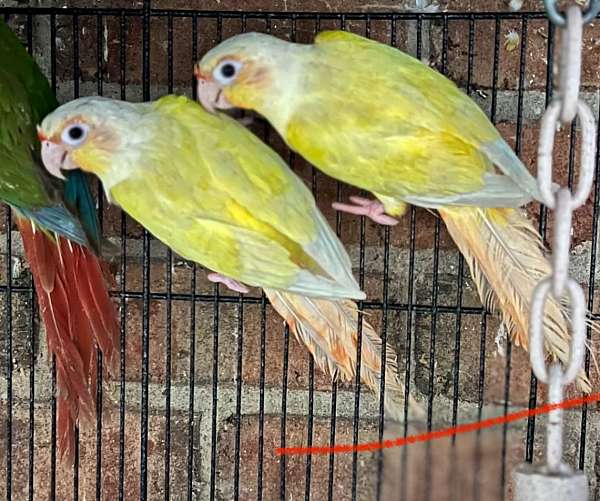 green-cheek-conure-for-sale-in-brooklyn-ny