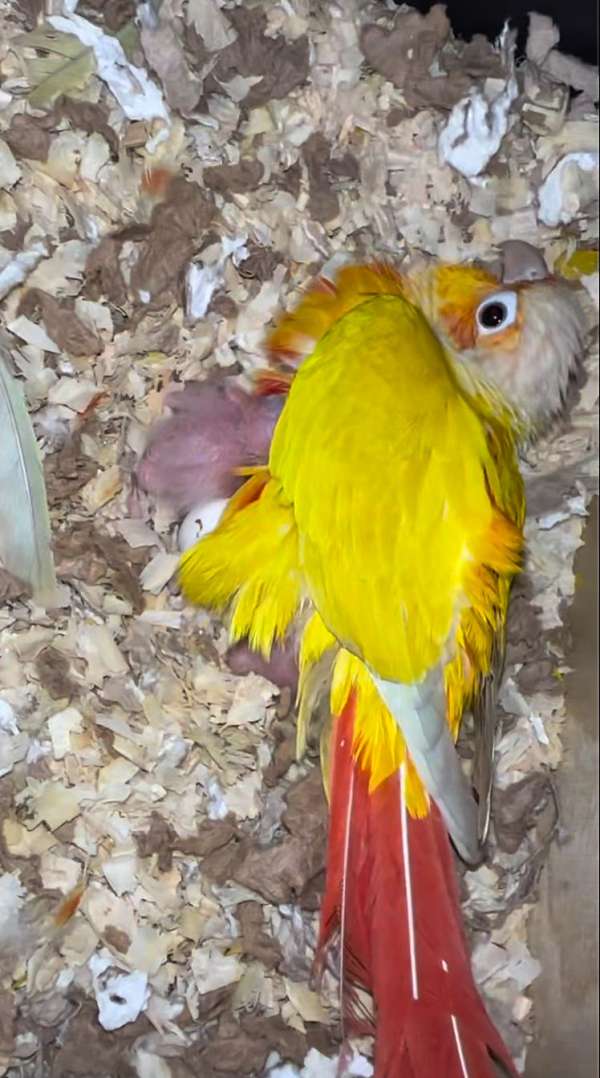 yellow-green-cheek-conure-for-sale