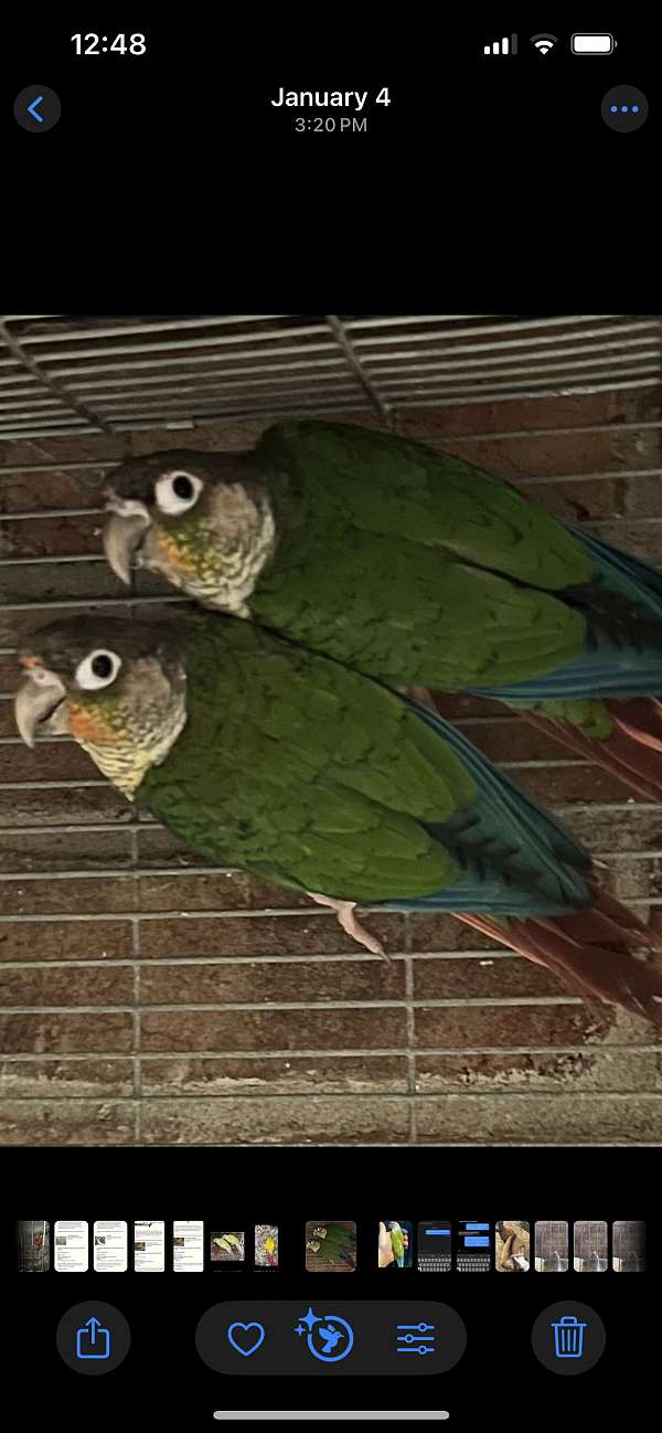 green-green-cheek-conure-for-sale