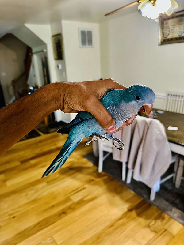 quaker-parrots-for-sale