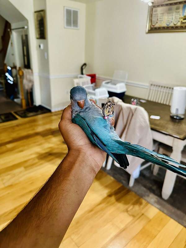 quaker-parrots-for-sale-in-stafford-va